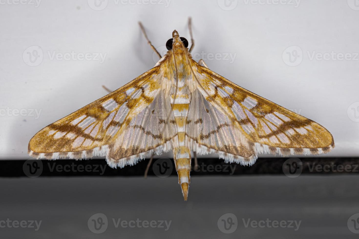 mariposa de epipagis laranja adulta foto