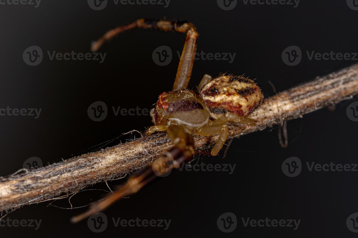 pequena aranha de caranguejo fêmea foto