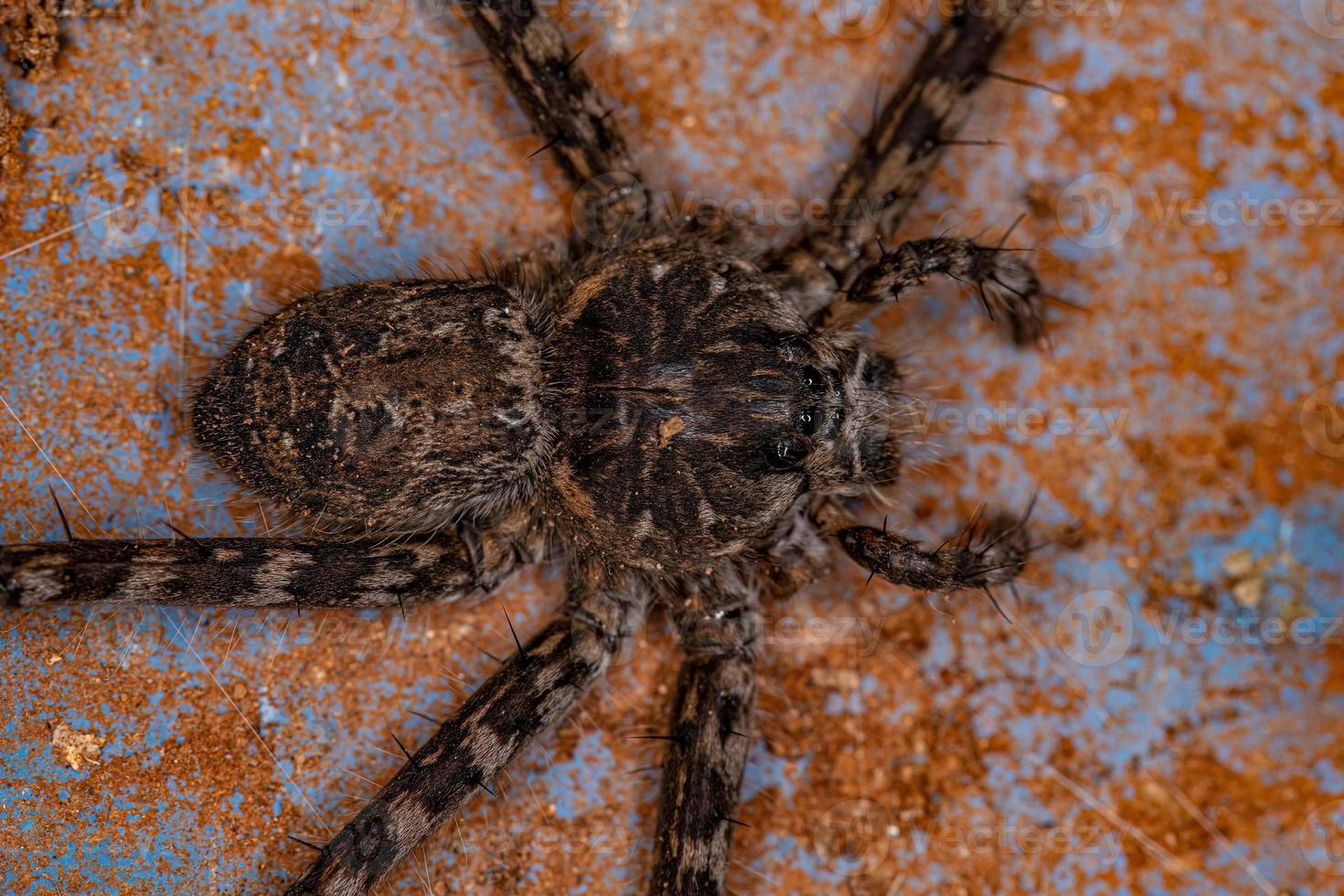 aranha trechaleida fêmea adulta foto