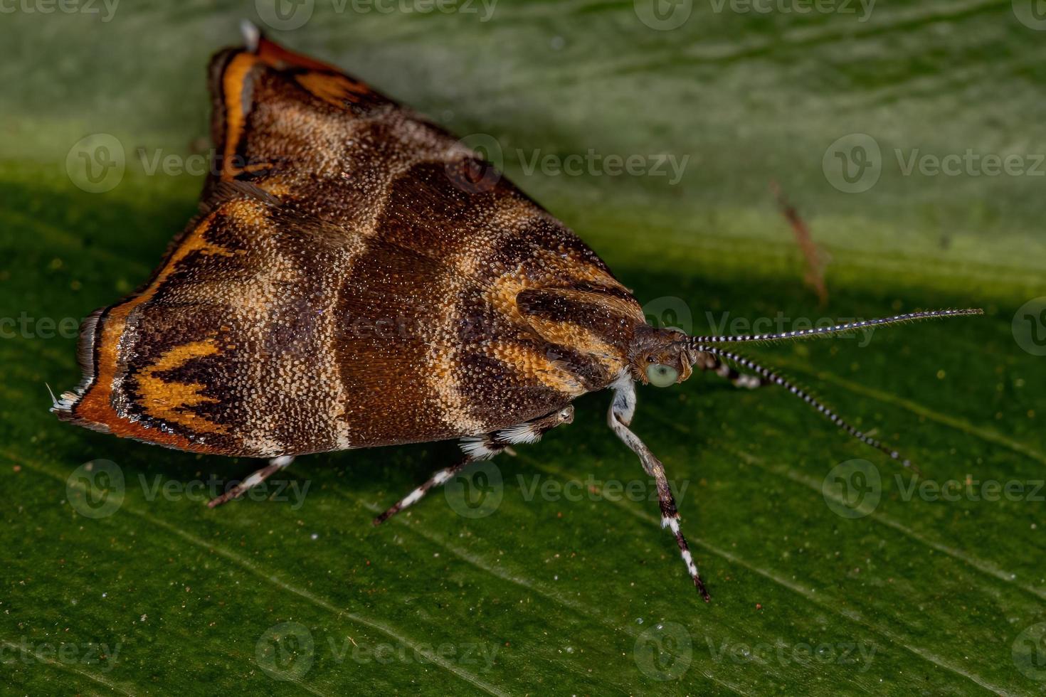 mariposa de metalmark adulto foto