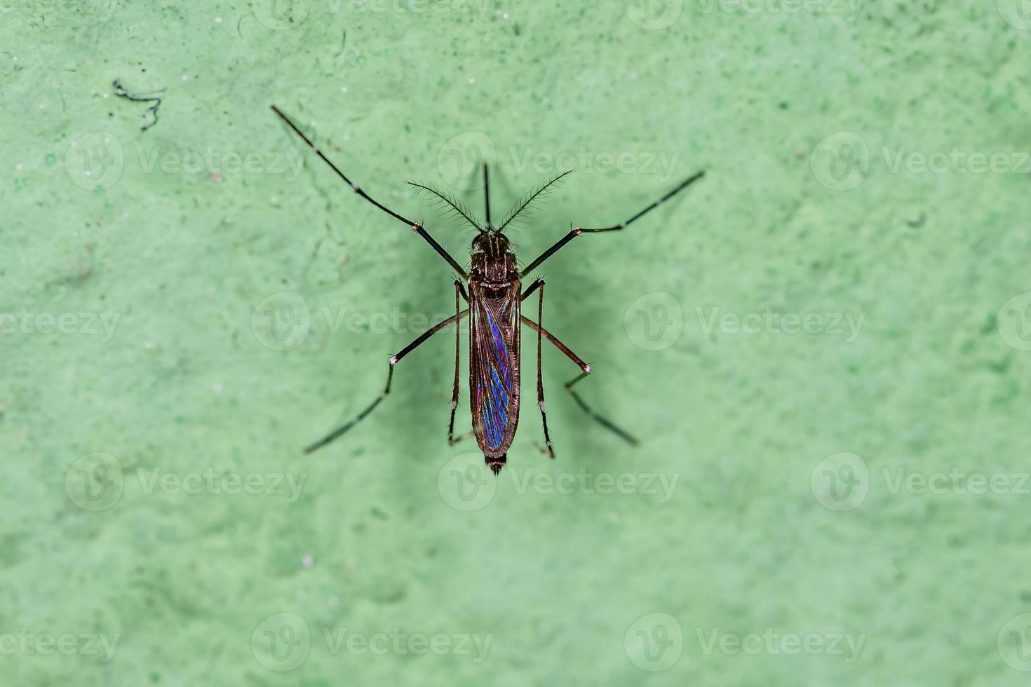 mosquito adulto feminino da febre amarela foto