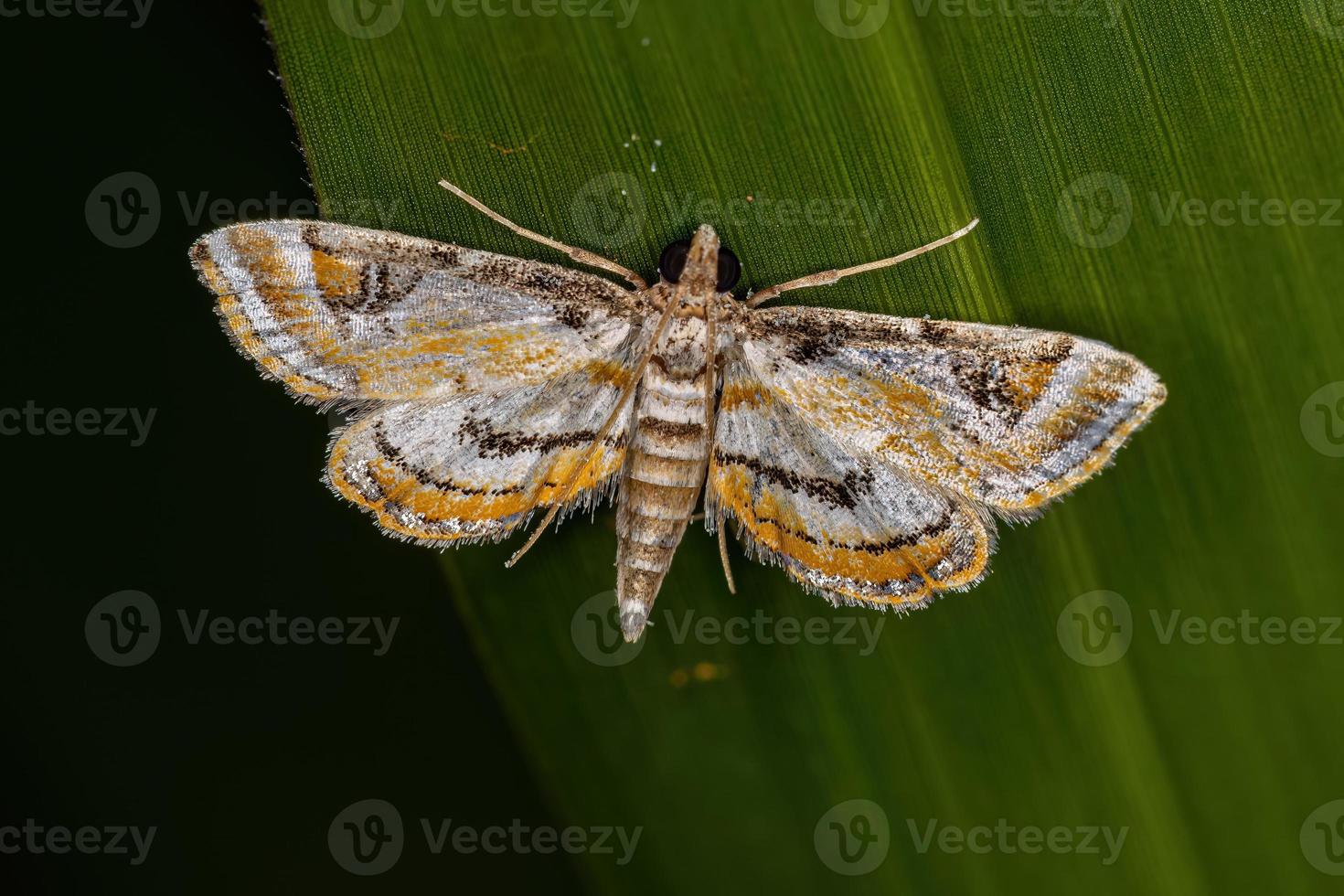 mariposa crambida adulta foto