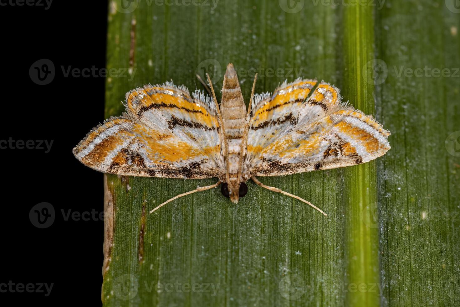 mariposa crambida adulta foto