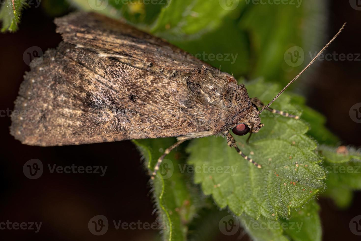 mariposa cutworm adulta foto