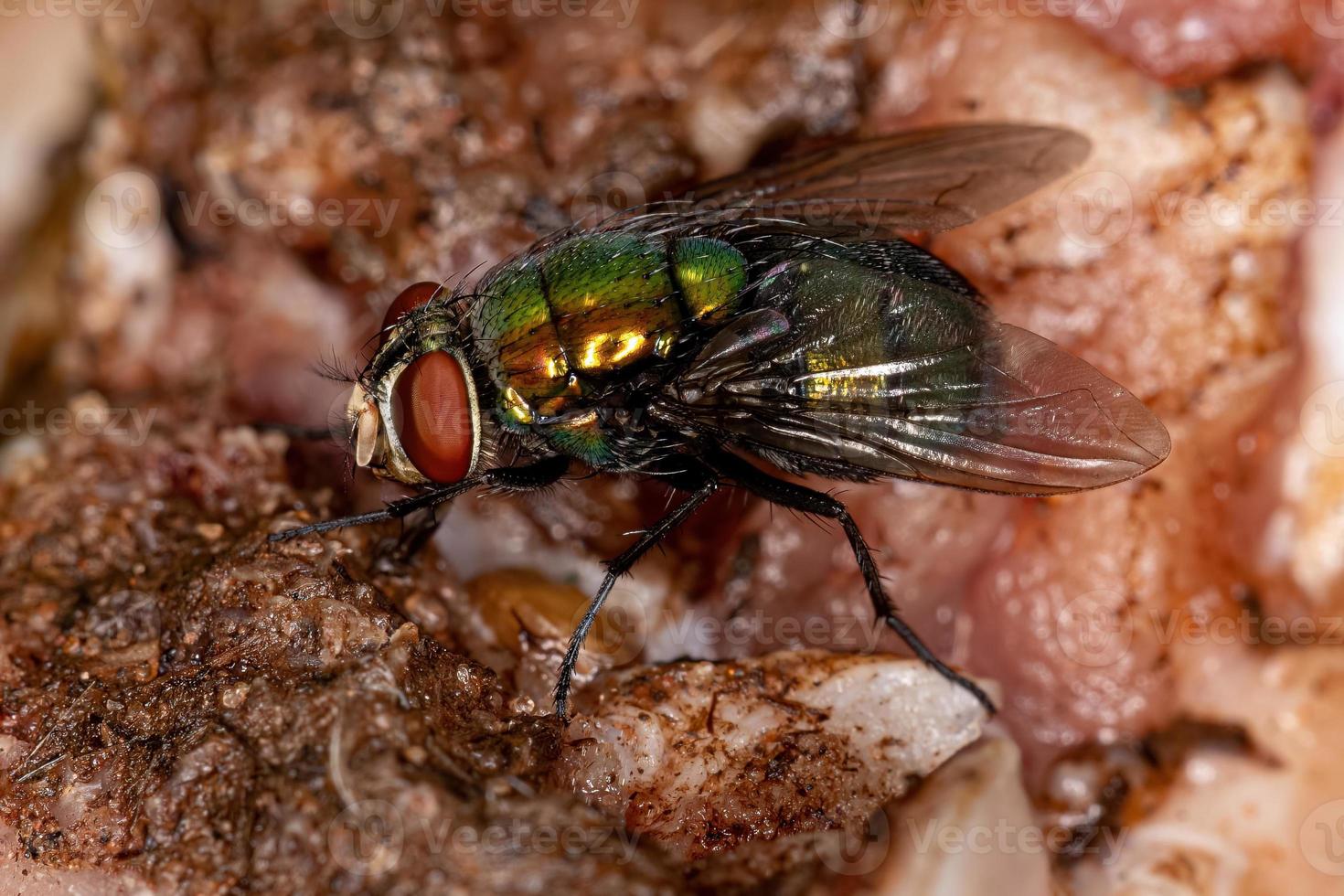 mosca verde adulta foto