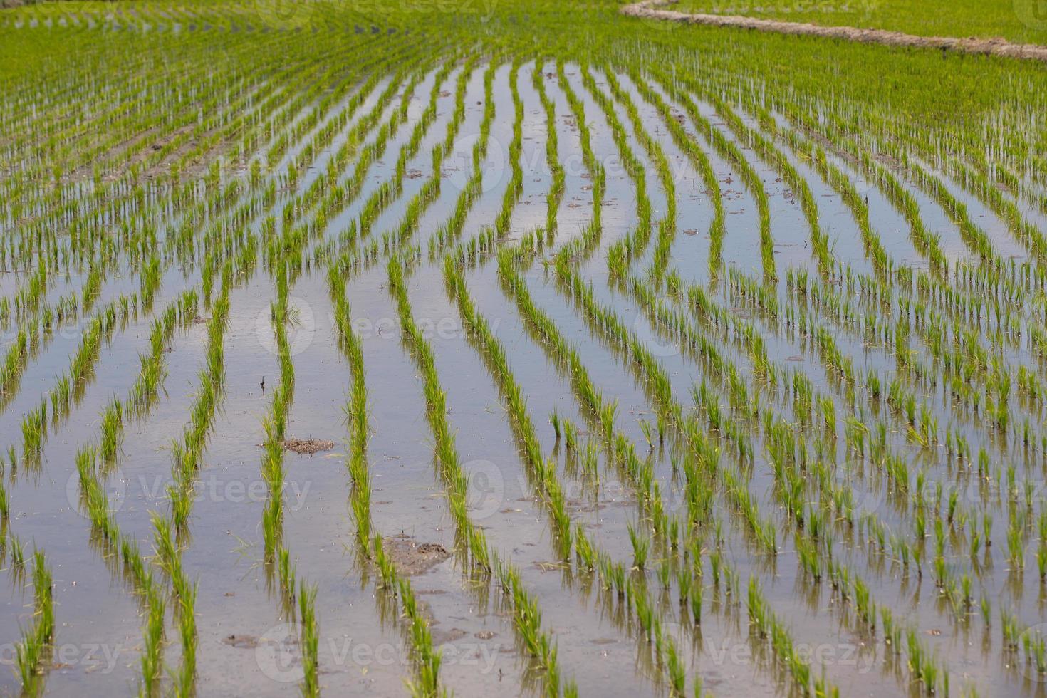 campos de arroz, começaram a crescer no campo foto