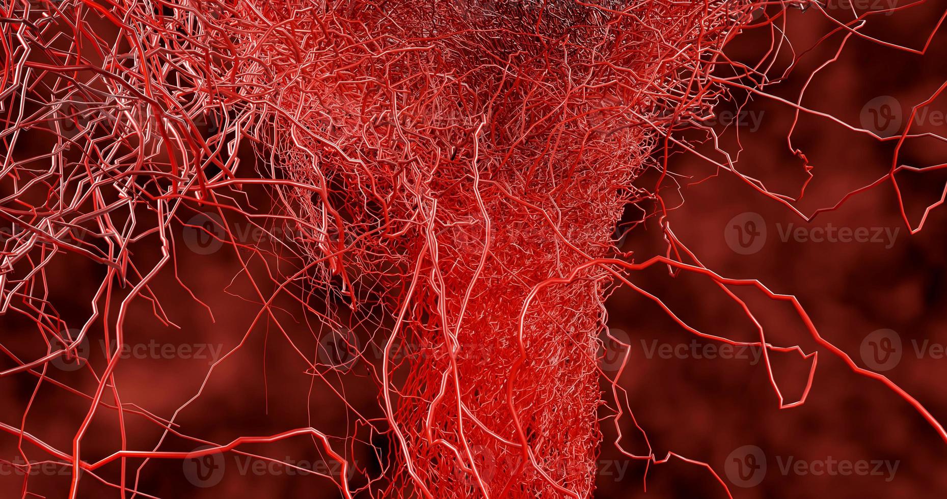 muitos pequenos capilares se ramificam do grande vaso sanguíneo foto