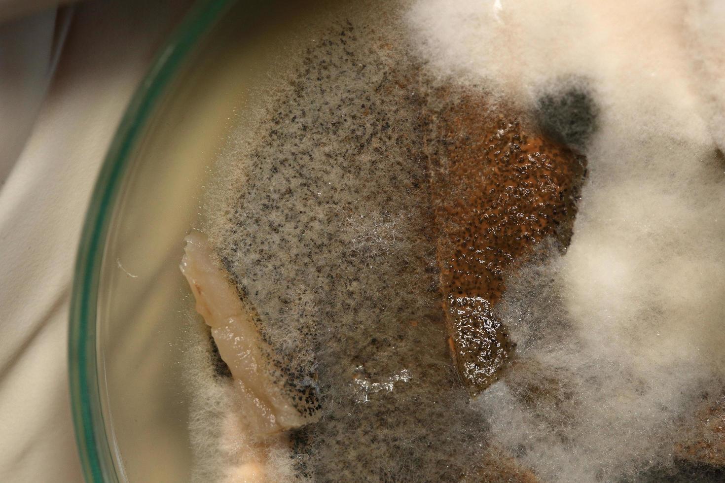 placa de petri de crescimento de fungo de teste de pesquisa de bioquímica. foto