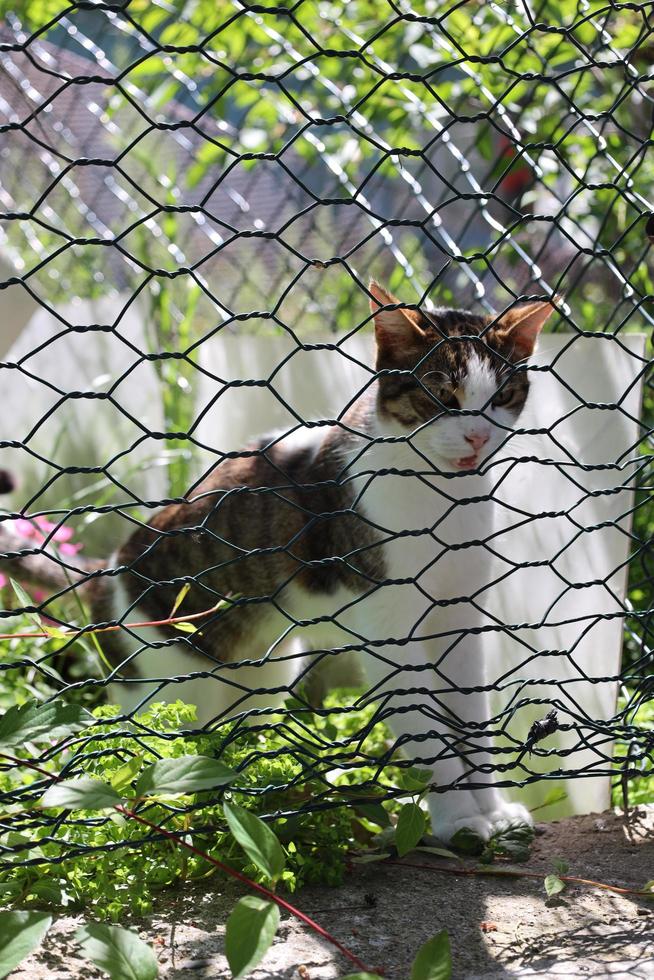 gato de rua solitário e bonito foto