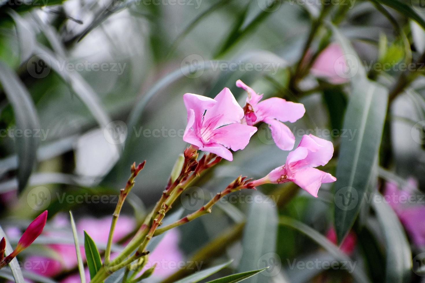 lindas flores cor de rosa e sua planta foto