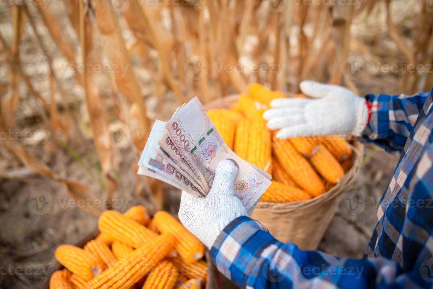 produtores de milho seguram notas tailandesas. o conceito de lucros do comércio. foto