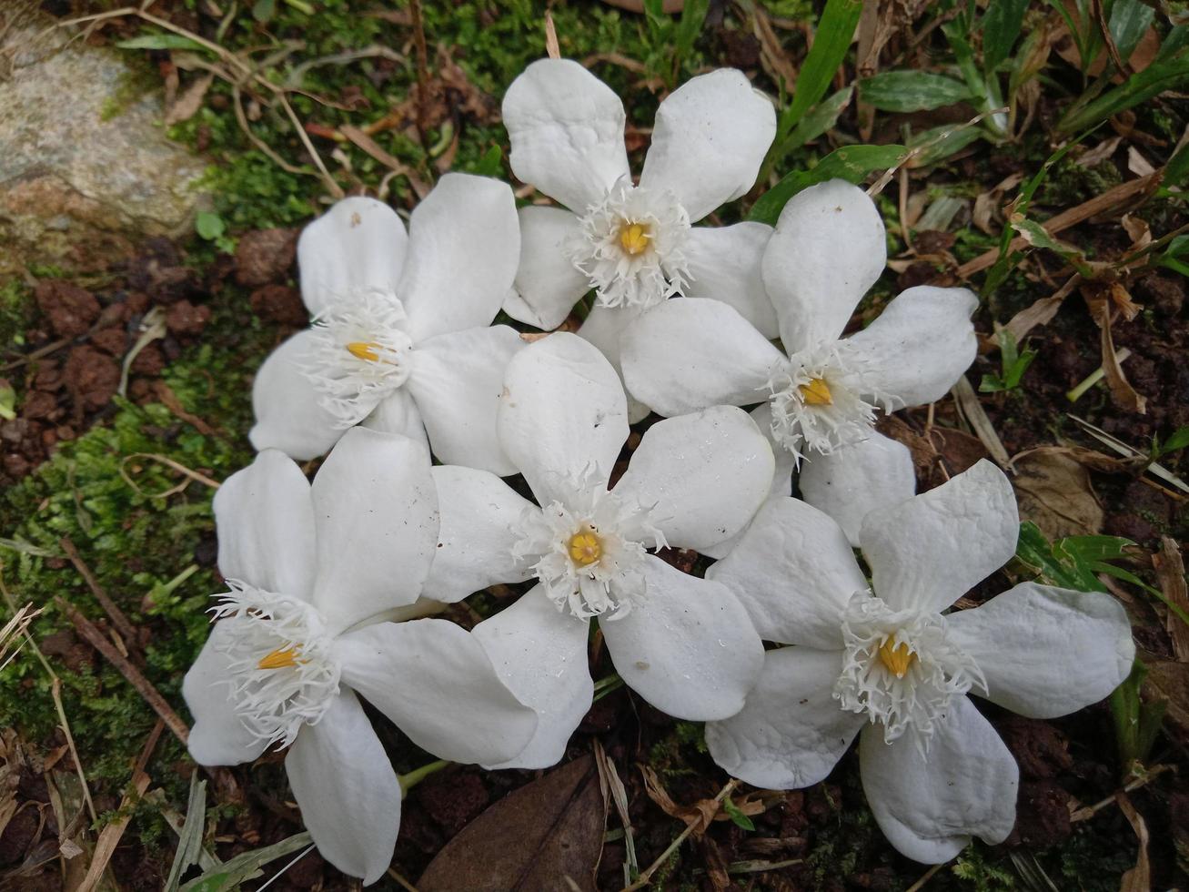 planta ornamental de flor de jasmim foto