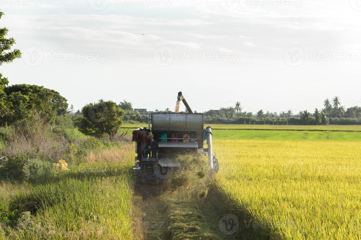 colheitadeiras estão colhendo arroz dourado nos campos do agricultor para vender e enviar para plantas industriais para processamento em várias commodities e exportação para países estrangeiros para consumo. foto