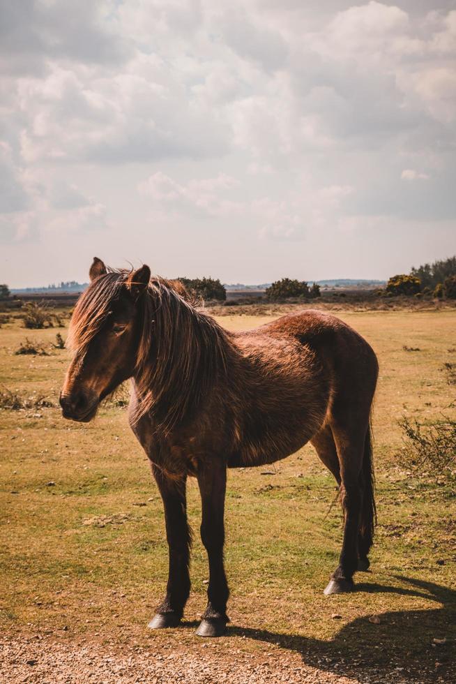 cavalo selvagem marrom na natureza. foto