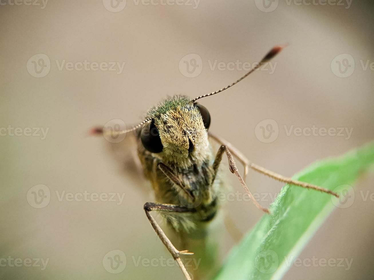 closeup de borbo cinnara ou arroz rápido em uma folha. foto macro de insetos