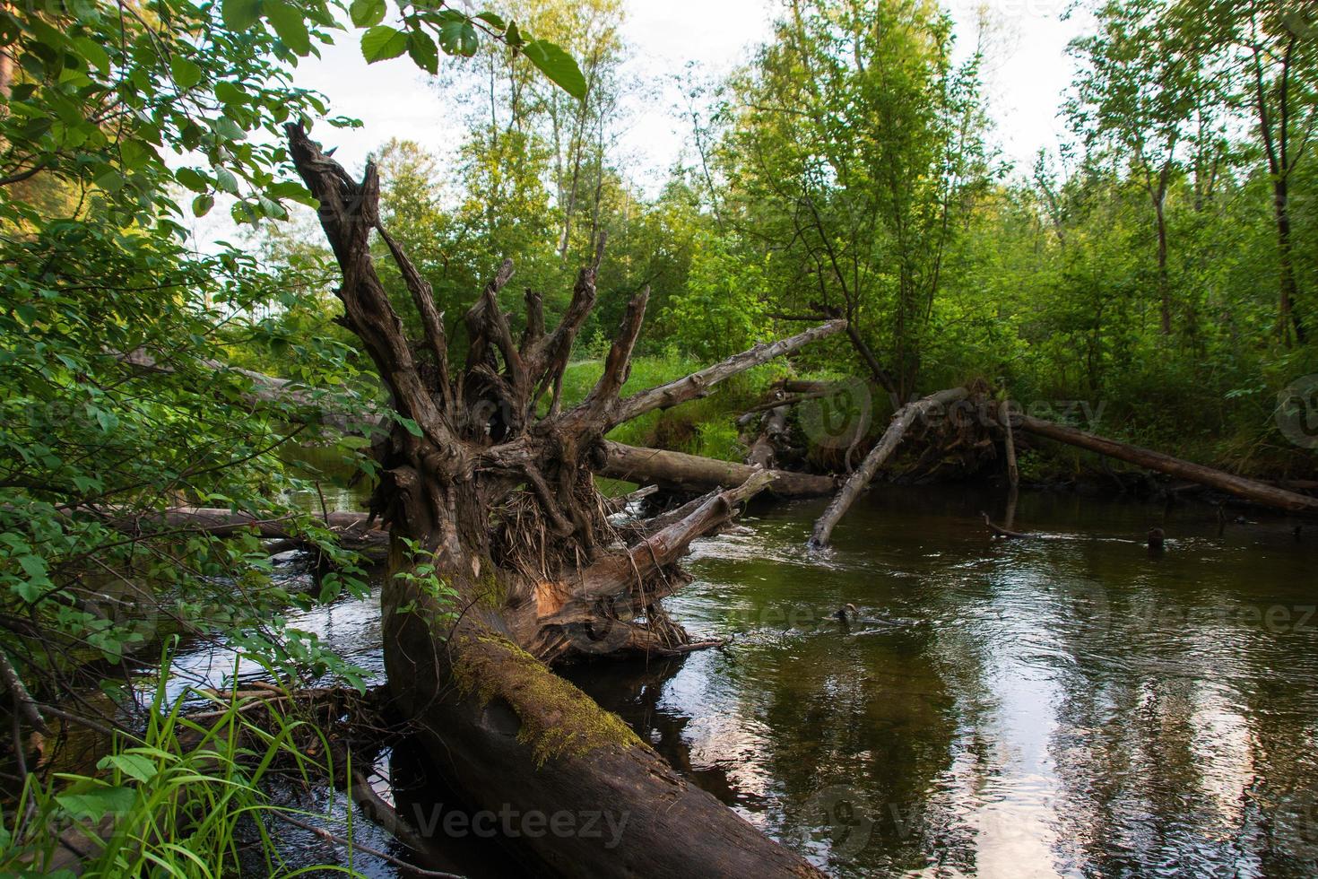 um rio tranquilo em uma bela floresta de verão. foto