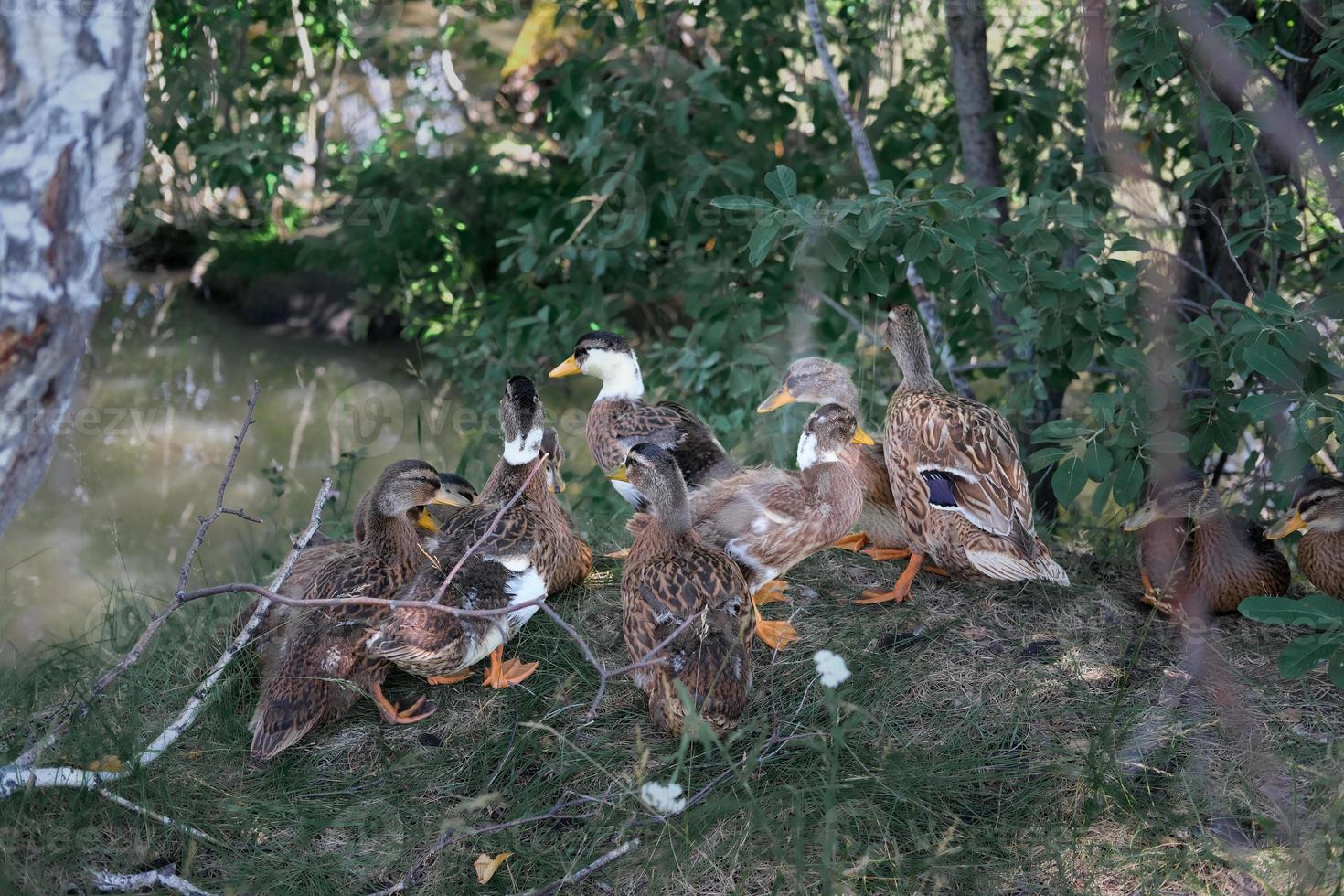 família de patos perto da lagoa. mãe pato com patinhos foto