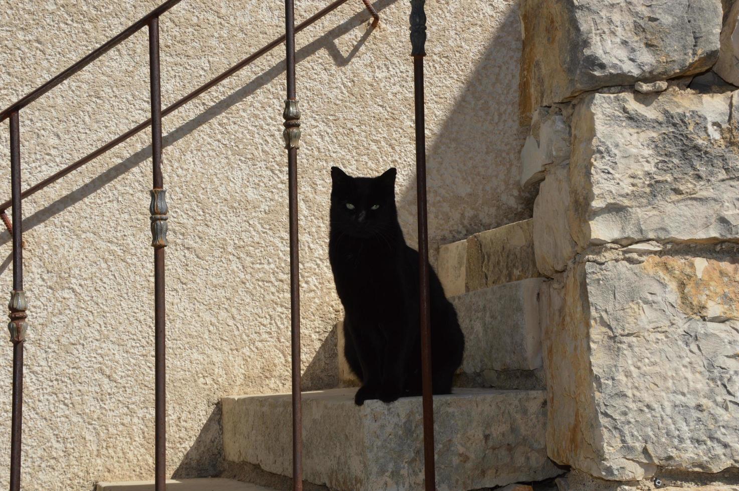 um gato preto na escada foto