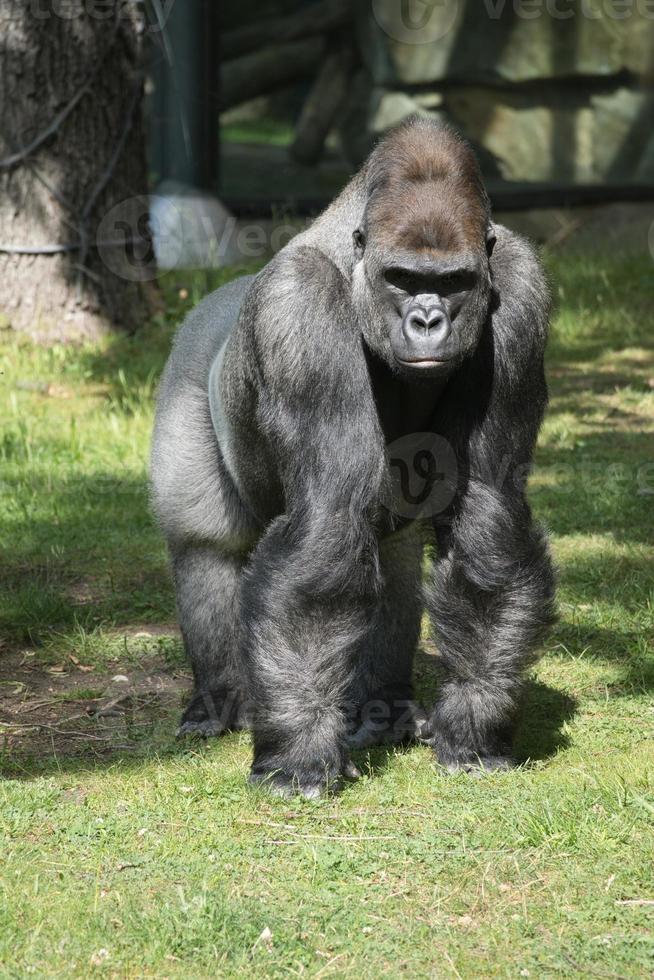 gorila, costas de prata. o macaco grande herbívoro é impressionante e forte. foto