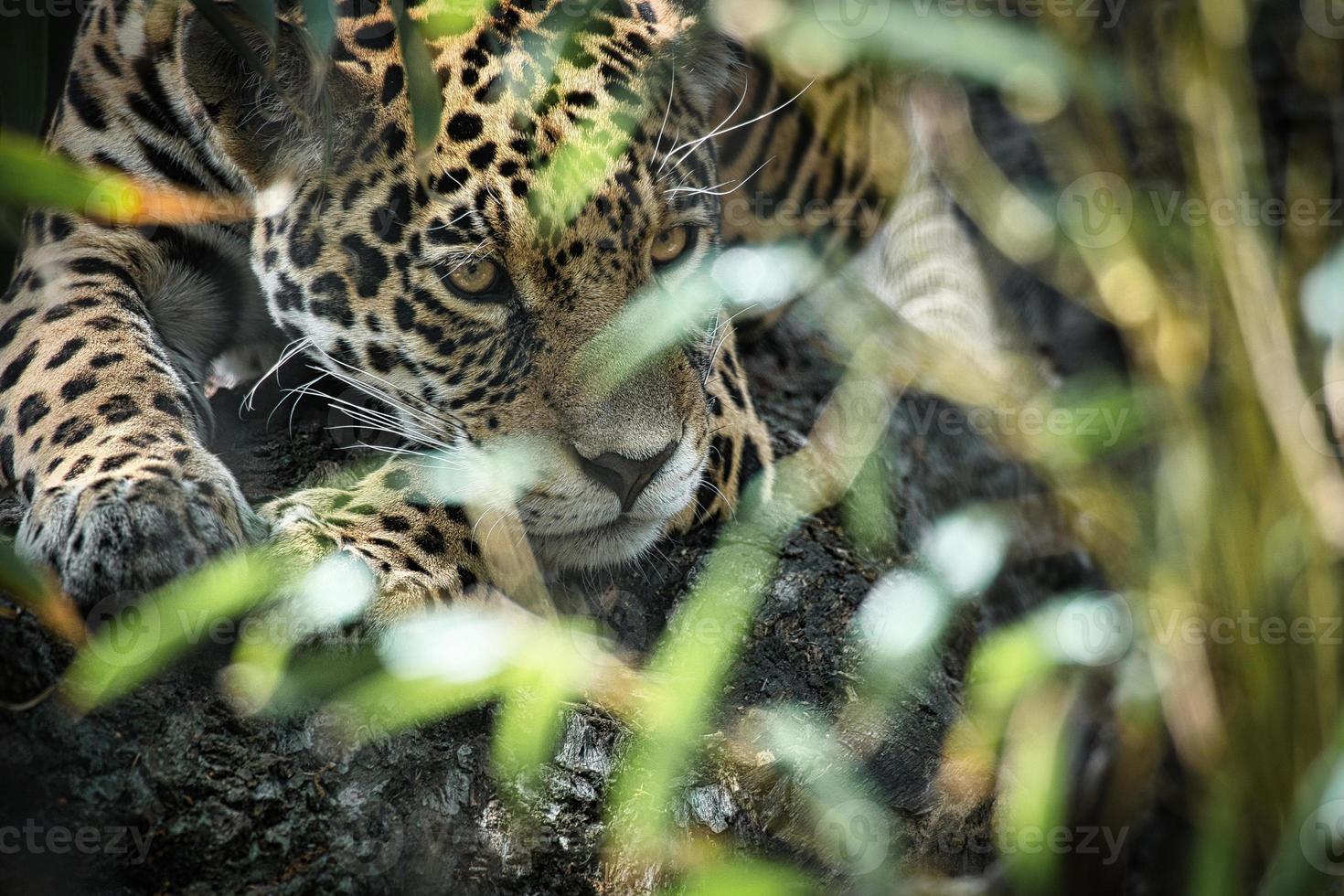 jaguar deitado atrás da grama. pêlo manchado, camuflado à espreita. o grande felino é um predador. foto