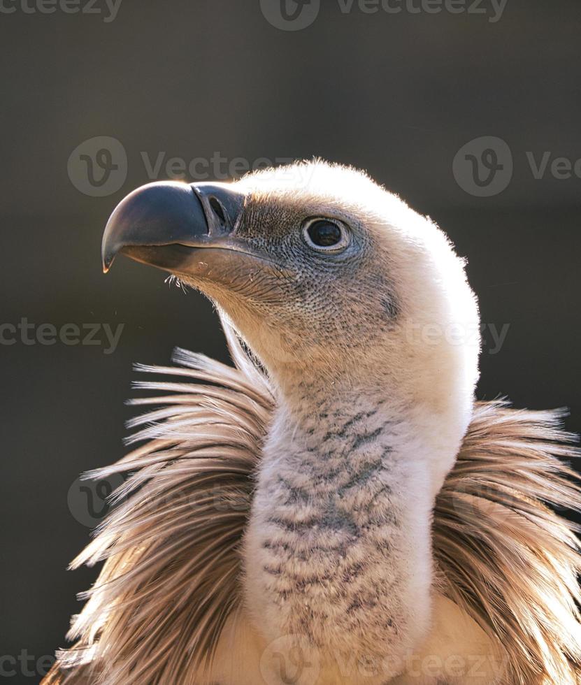 uma foto do zoológico. isso é um abutre. um pássaro majestoso