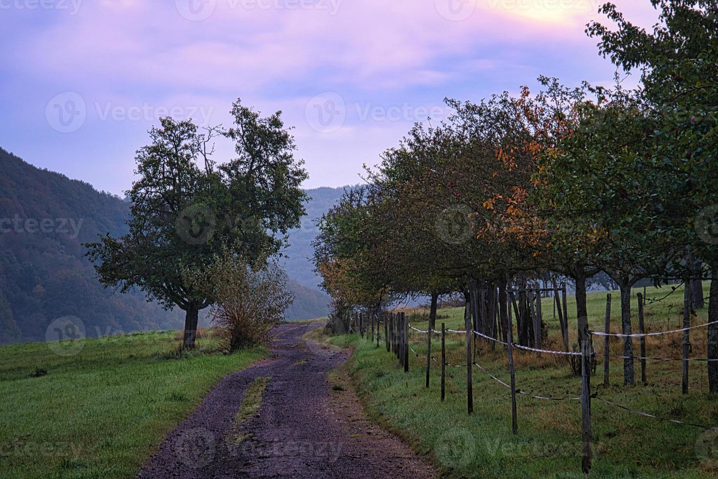 árvore em um prado com neblina nas horas da manhã com humor de luz roxa. foto