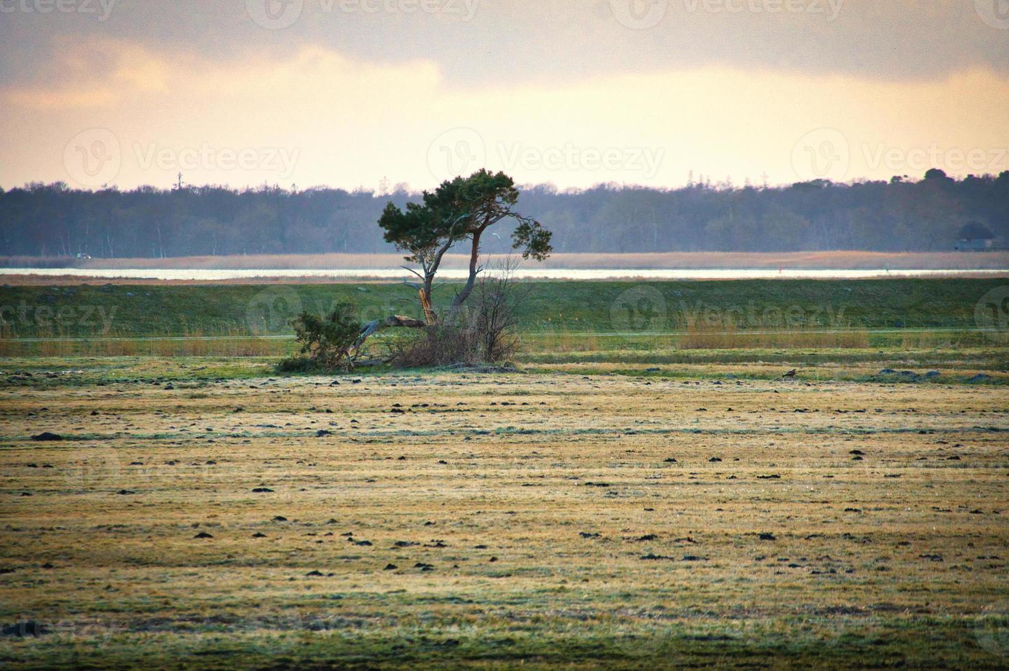 única árvore em um prado na frente do bodden em zingst. paisagem filmada na natureza foto