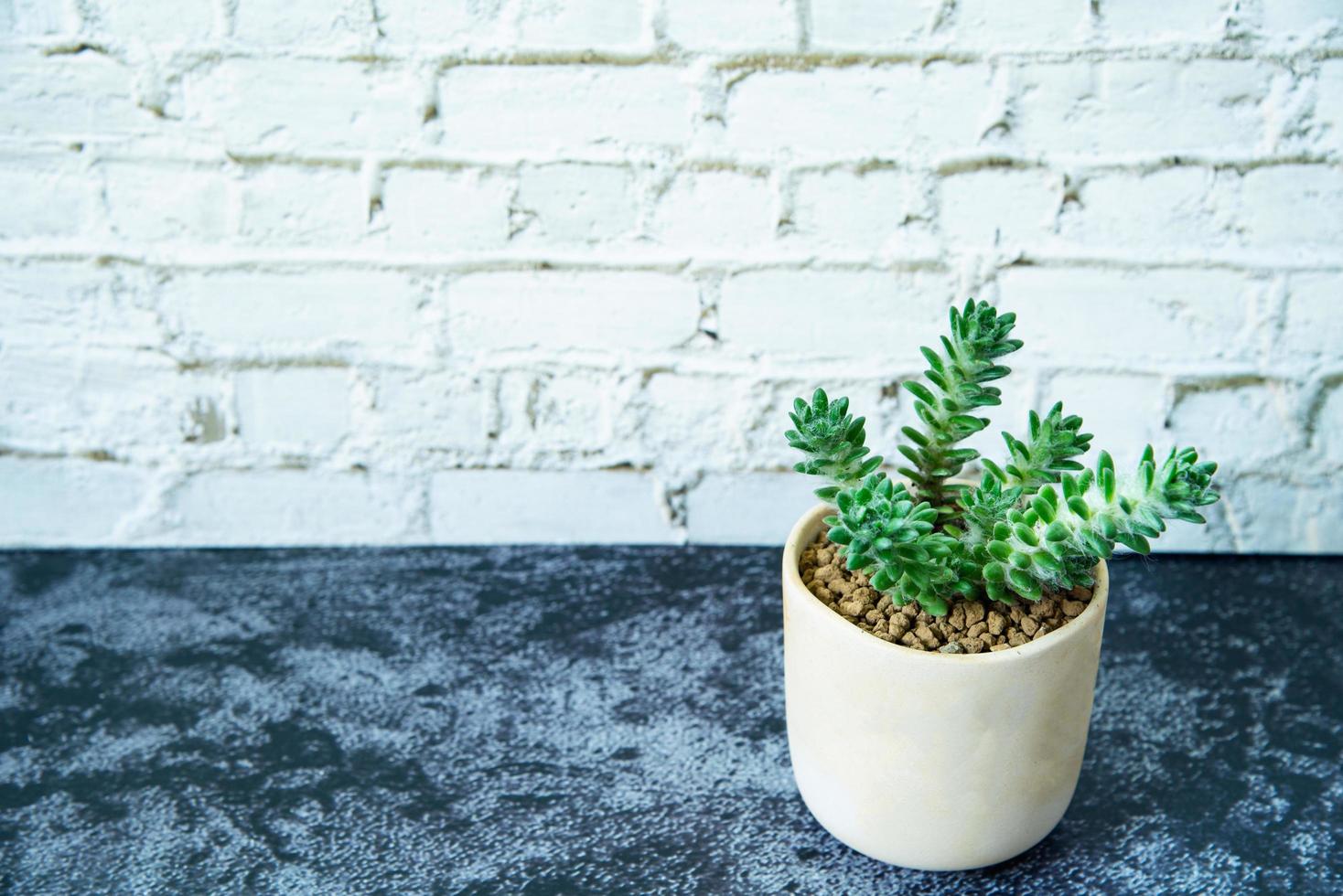 planta suculenta em pedra de mármore cinza e fundo de tijolo branco. pequeno bonito e resistente à seca foto