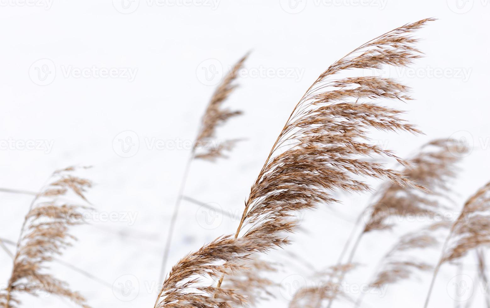 ramos de grama dos pampas no fundo da natureza do inverno. foto