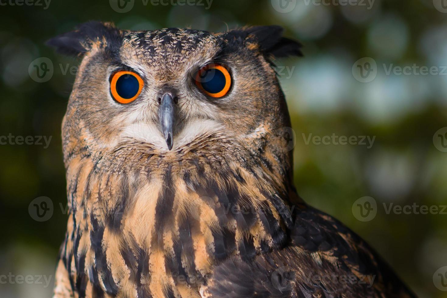 retrato de coruja com olhos laranja e pretos foto