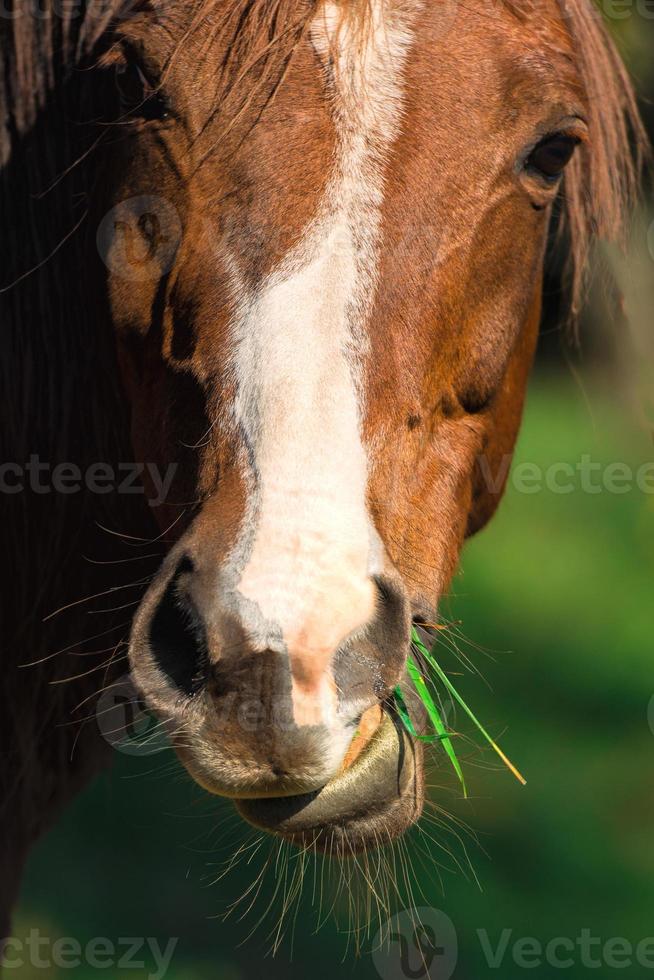 cavalo comendo grama foto