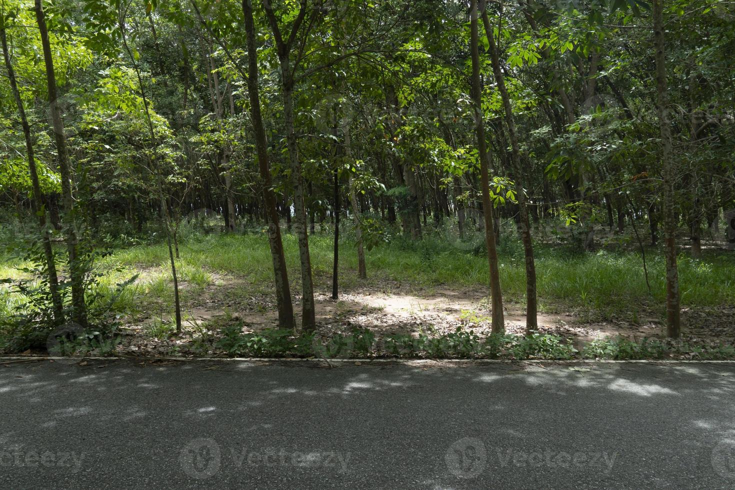 estrada rural na tailândia. ao lado com árvores de borracha. linha amarela no centro da estrada de asfalto. foto