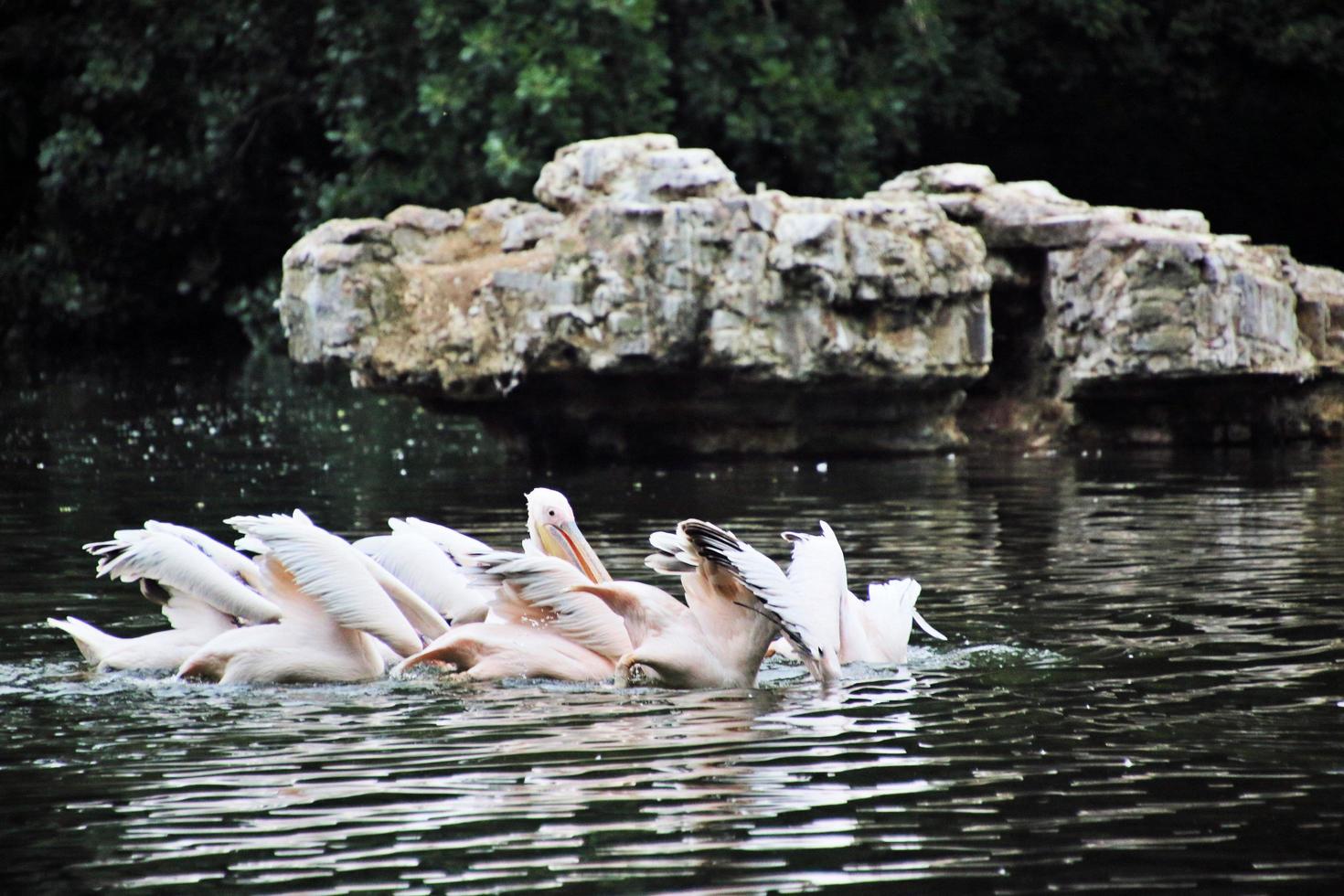 uma visão de alguns pelicanos em londres foto