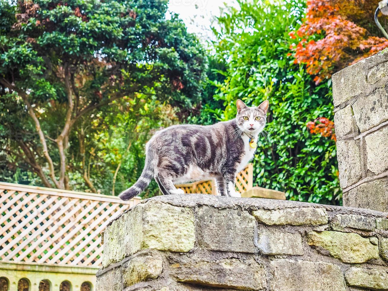 hdr gato mamífero animal foto