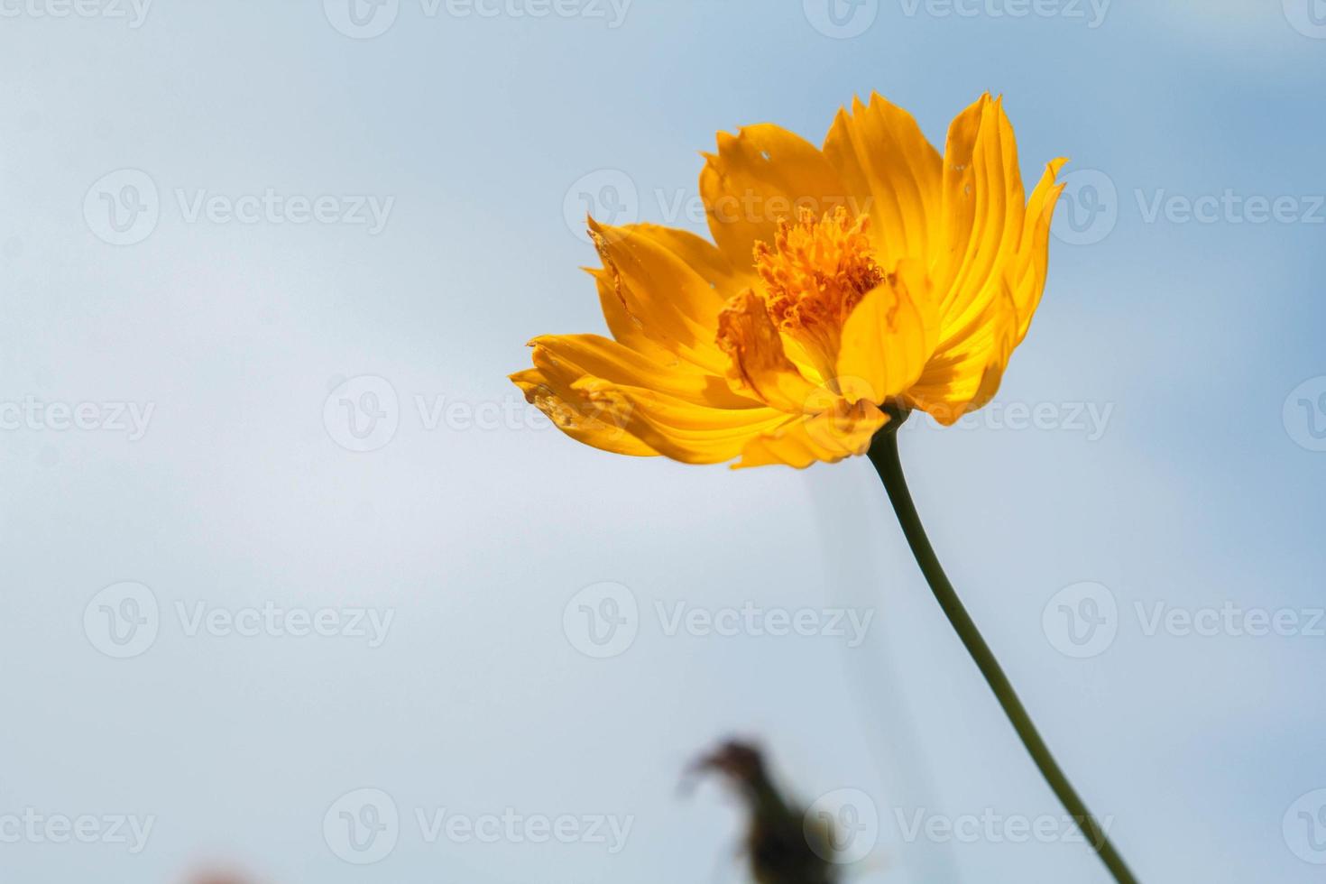 lindas flores amarelas do cosmos no fundo do céu azul no jardim do agricultor. é plantado ao lado da casa e cresce naturalmente bonito - abelhas e insetos enxameando - néctar e pólen. foto