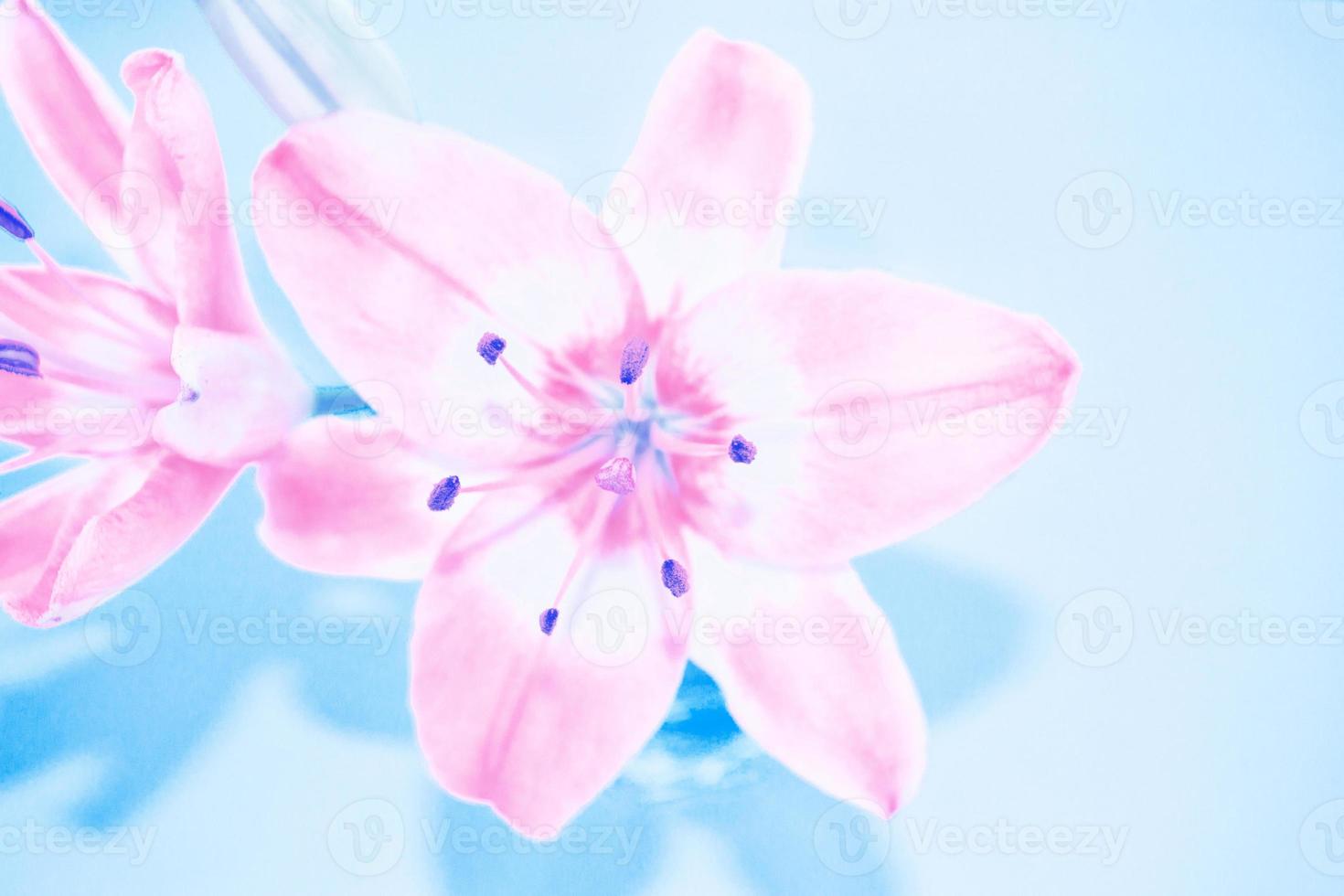 flores de lírio coloridas brilhantes. fundo floral. foto
