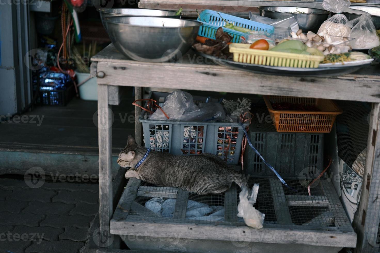 o gato dormindo dentro da mesa foto