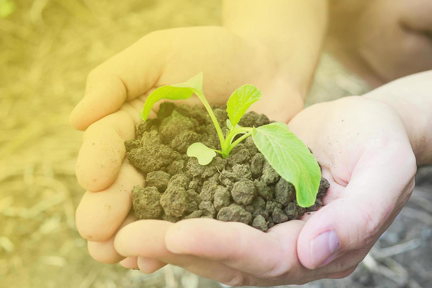 mãos segurando uma pequena planta verde crescendo em solo marrom saudável com luz quente do canto superior esquerdo. foto