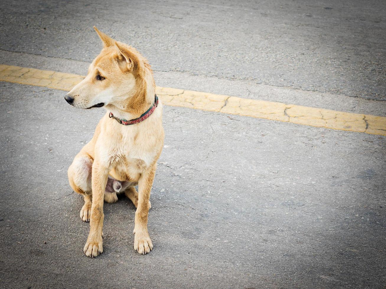 cão tailandês local em uma rua rural foto