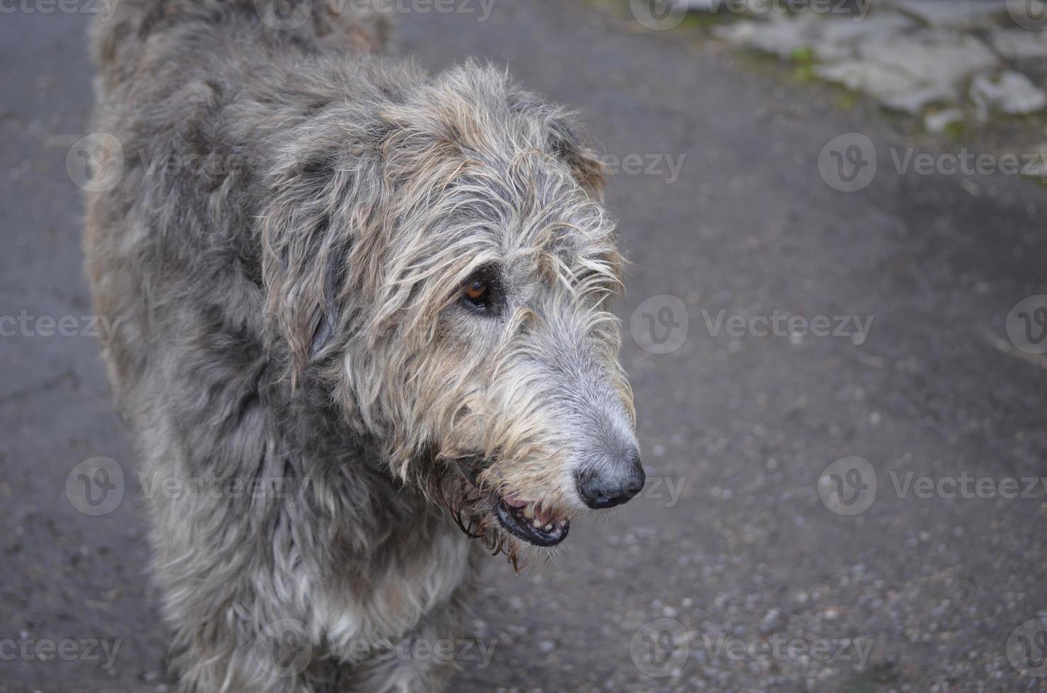 cão wolfhound irlandês de cara doce com pele cinza foto
