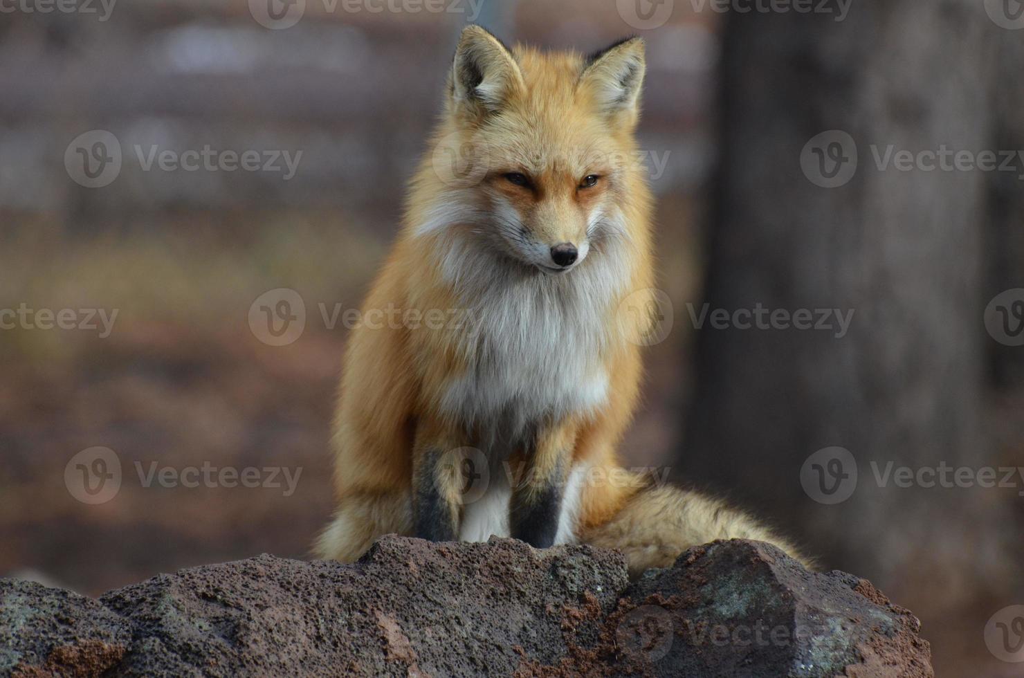 raposa vermelha empoleirada em uma rocha foto
