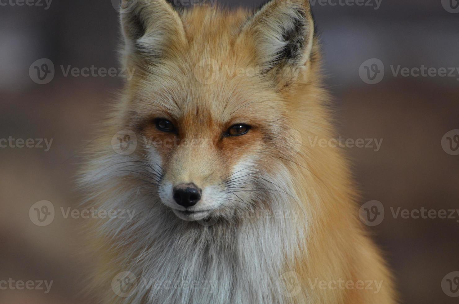 rosto de tirar o fôlego de uma raposa vermelha foto