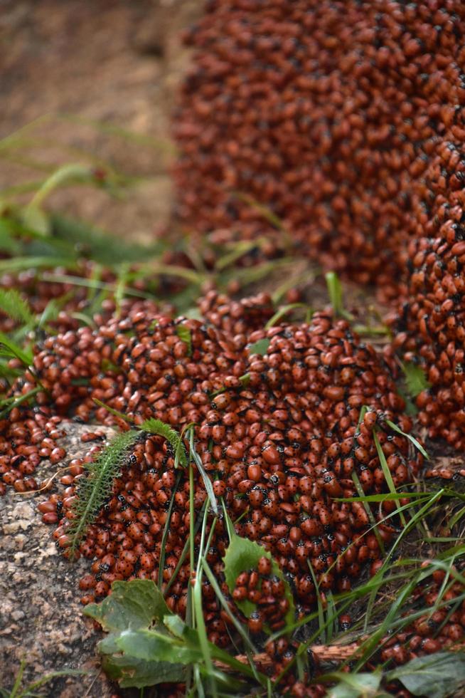 infestação de joaninhas rastejando em uma rocha foto