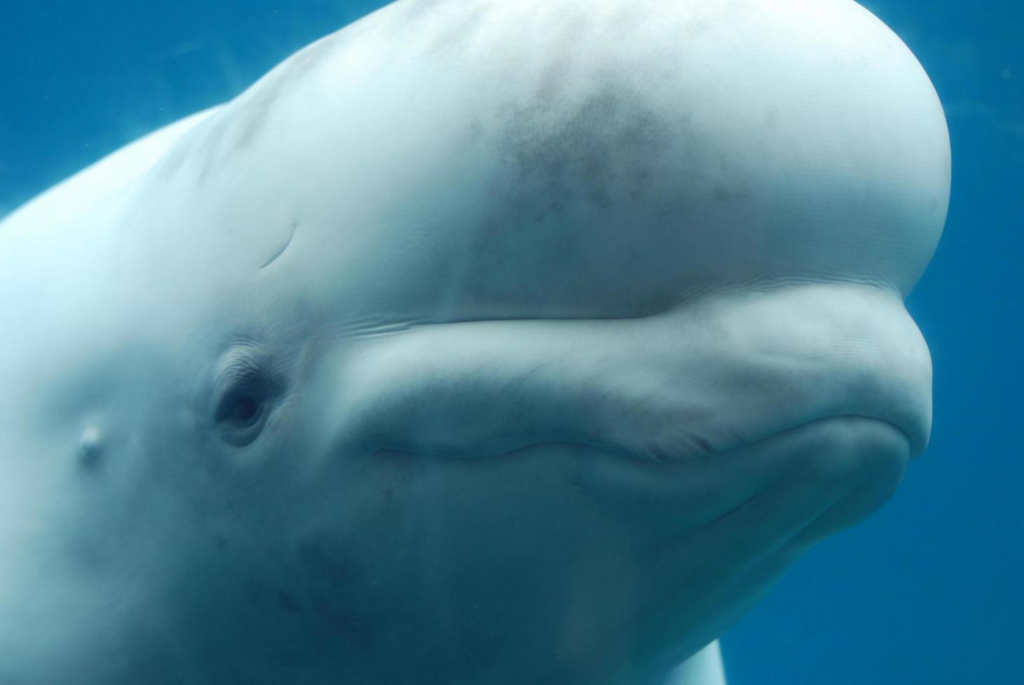 perfil de uma baleia beluga nadando debaixo d'água foto