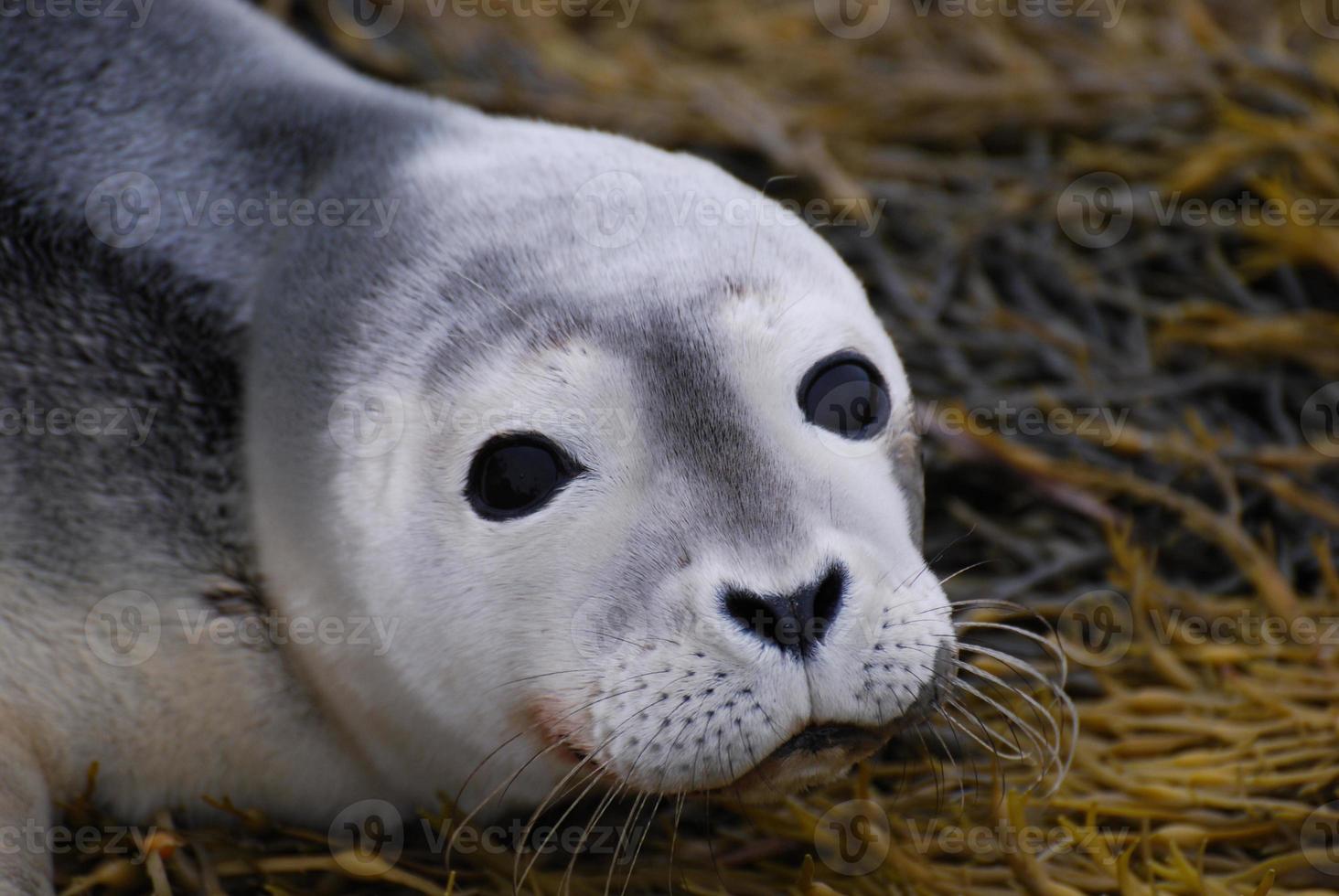 cara de foca bebê foto