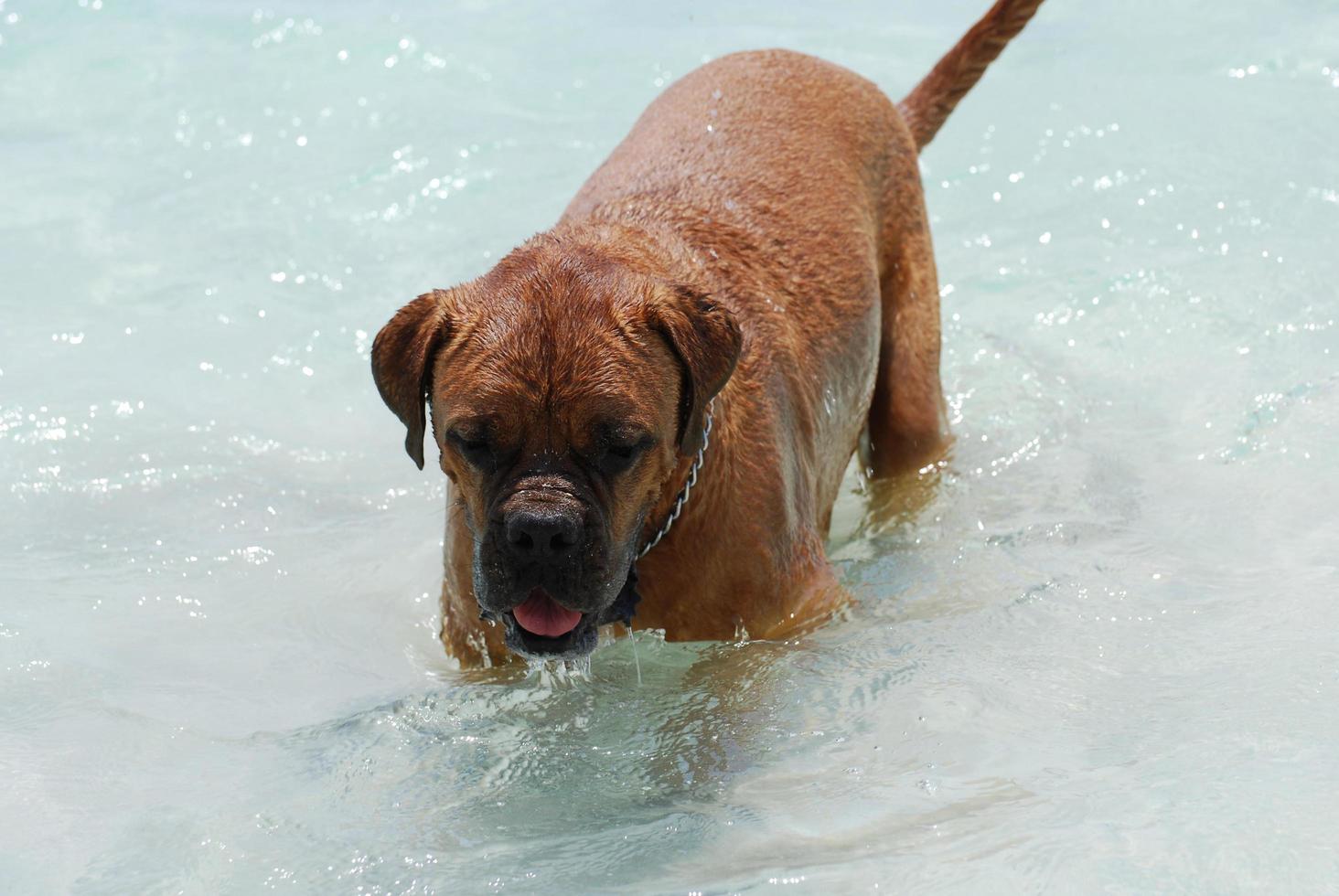 vadear dogue de bordeaux foto