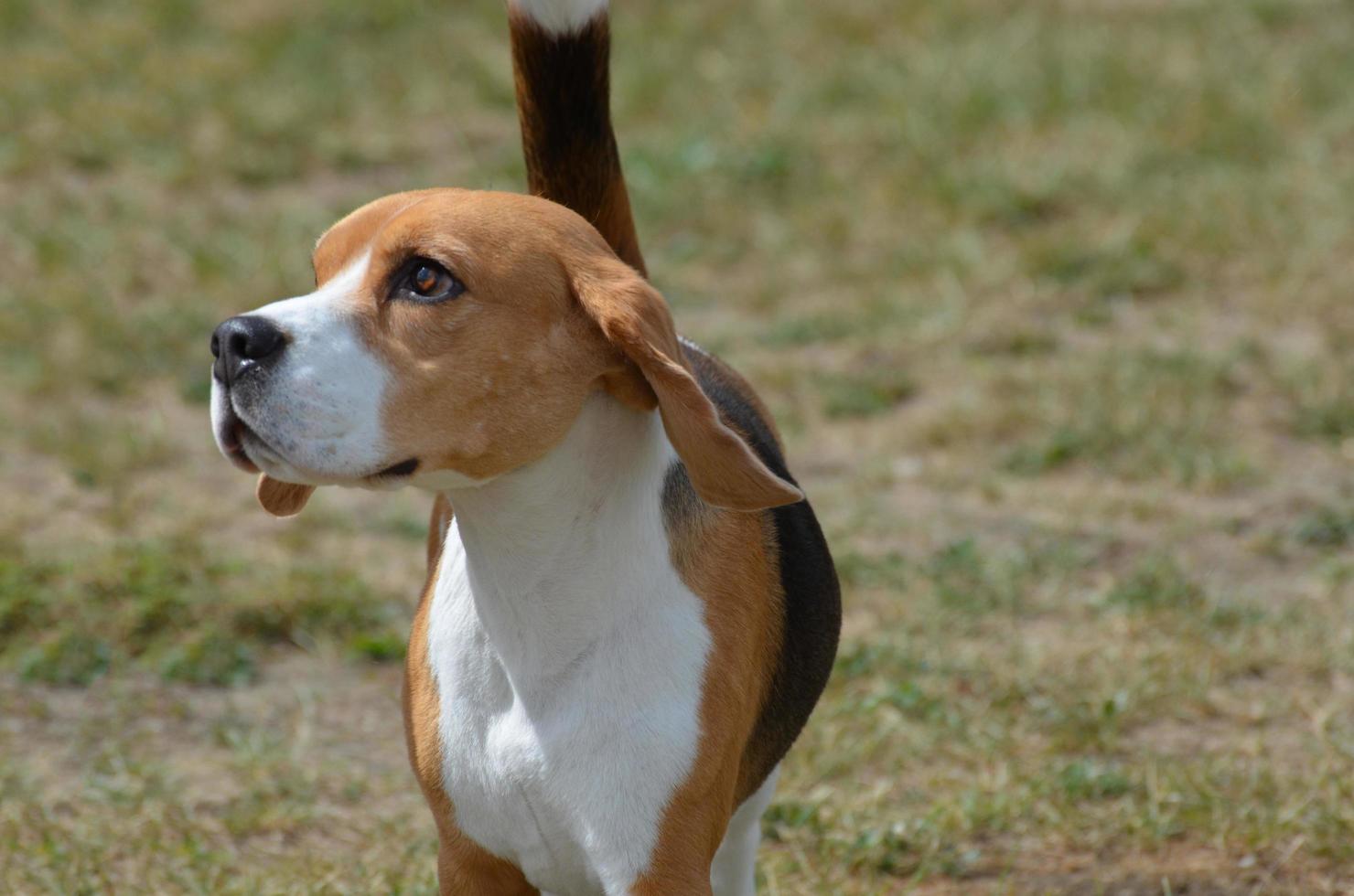 adorável cachorro beagle olhando para cima foto