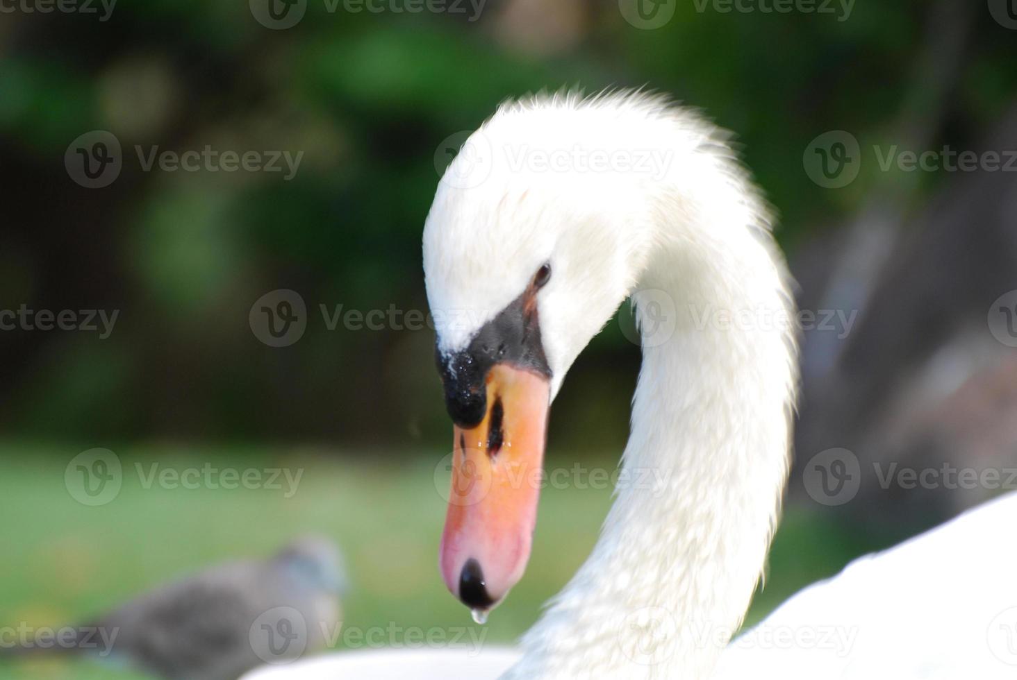 incrível cisne branco com o pescoço curvado foto