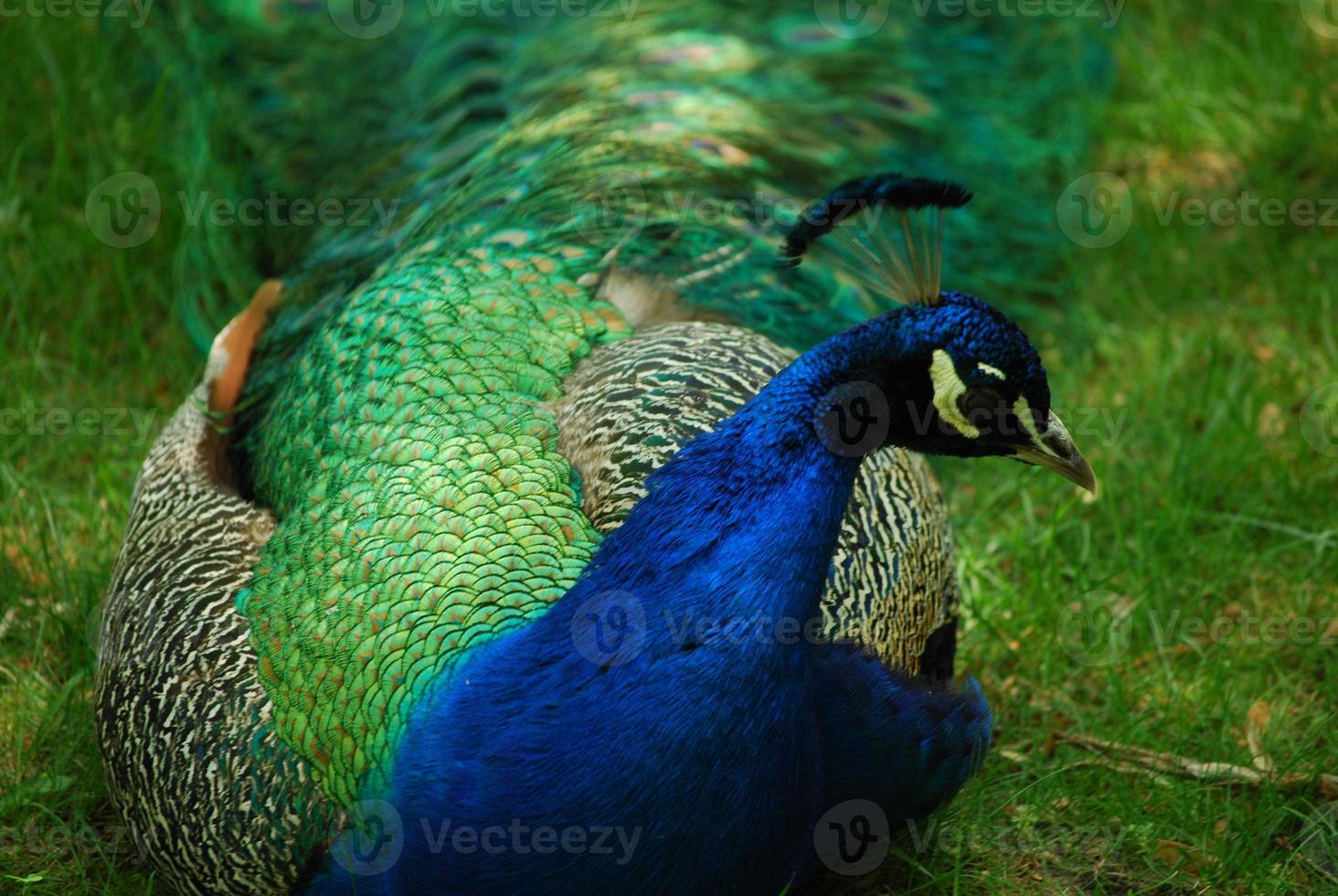 pavão com linda plumagem foto