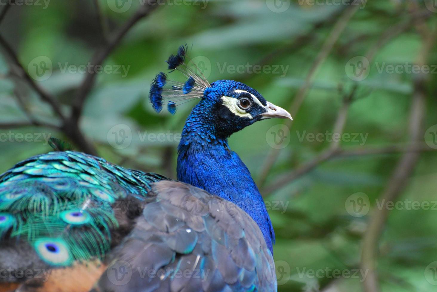 lindas penas azuis neste pavão foto